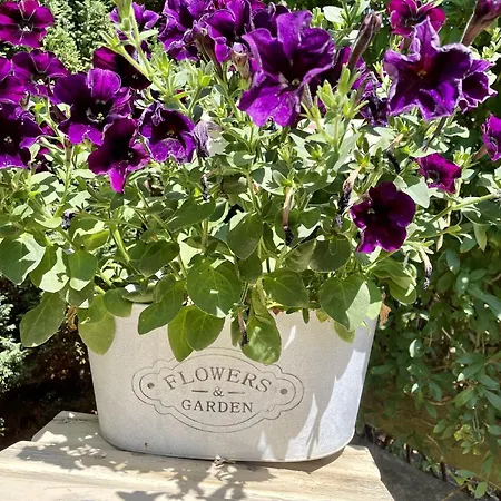 Апартаменты Beyer Фридрихрода